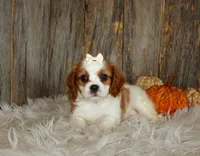 Rose, a female Cavalier King Charles Spaniel for sale in Dornsife, PA – 2 of 10