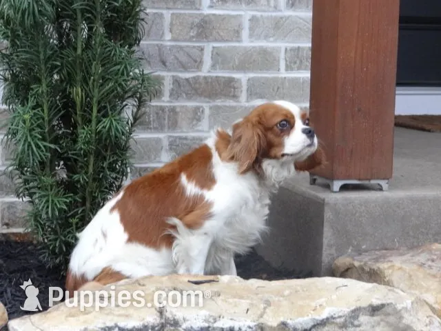 Rose, a female Cavalier King Charles Spaniel for sale in Dornsife, PA – 10 of 10