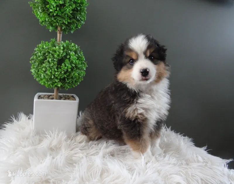 Javan – Miniature American Shepherd puppy for sale in Dornsife, PA