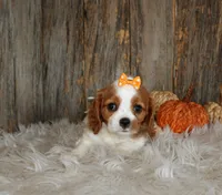 Regina, a female Cavalier King Charles Spaniel for sale in Dornsife, PA – 2 of 7