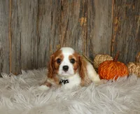 Ryan, a male Cavalier King Charles Spaniel for sale in Dornsife, PA – 5 of 10