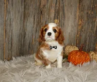Ryan, a male Cavalier King Charles Spaniel for sale in Dornsife, PA – 6 of 10
