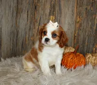 Rose, a female Cavalier King Charles Spaniel for sale in Dornsife, PA – 7 of 10