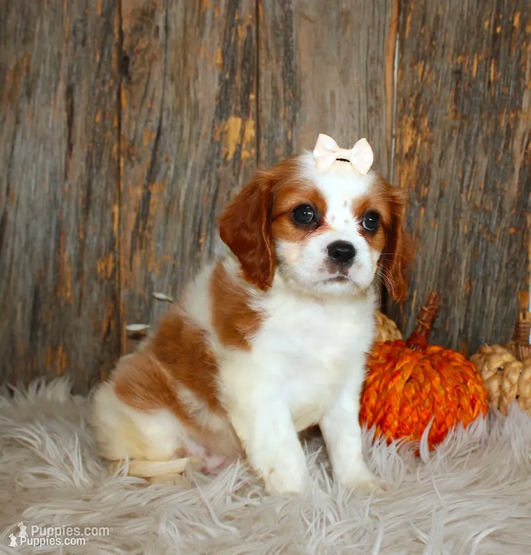 Rose – Cavalier King Charles Spaniel puppy for sale in Dornsife, PA