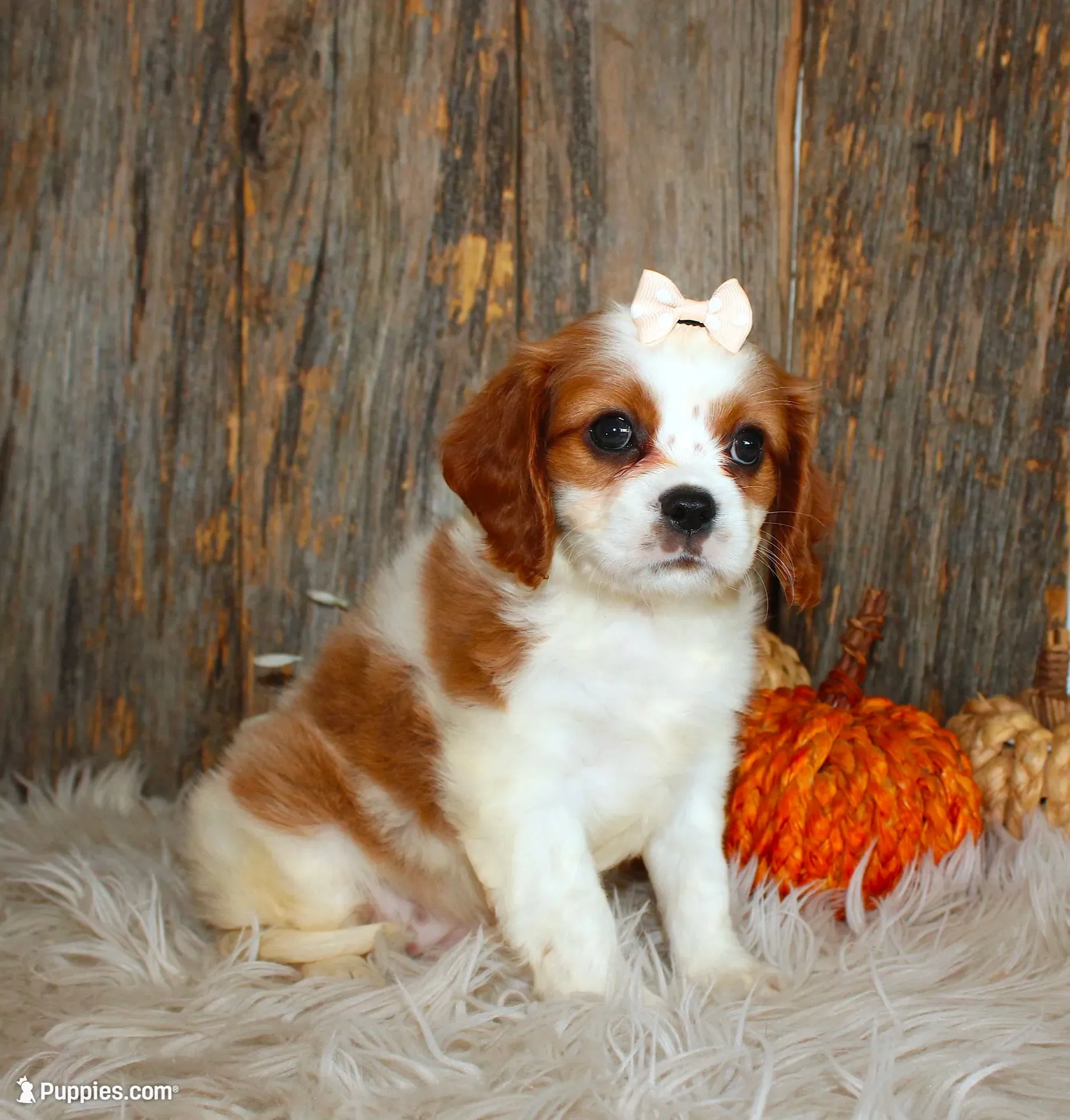 Rose, a female Cavalier King Charles Spaniel for sale in Dornsife, PA – 1 of 10