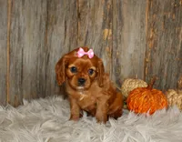 Ruby, a female Cavalier King Charles Spaniel for sale in Dornsife, PA – 4 of 10