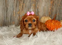 Ruby, a female Cavalier King Charles Spaniel for sale in Dornsife, PA – 8 of 10