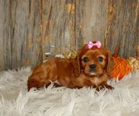 Ruby, a female Cavalier King Charles Spaniel for sale in Dornsife, PA – 7 of 10
