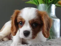 Colby, a male Cavalier King Charles Spaniel for sale in Dornsife, PA – Photo 5 of 7