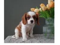 Colby, a male Cavalier King Charles Spaniel for sale in Dornsife, PA – Photo 4 of 7