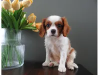 Colby, a male Cavalier King Charles Spaniel for sale in Dornsife, PA – Photo 6 of 7