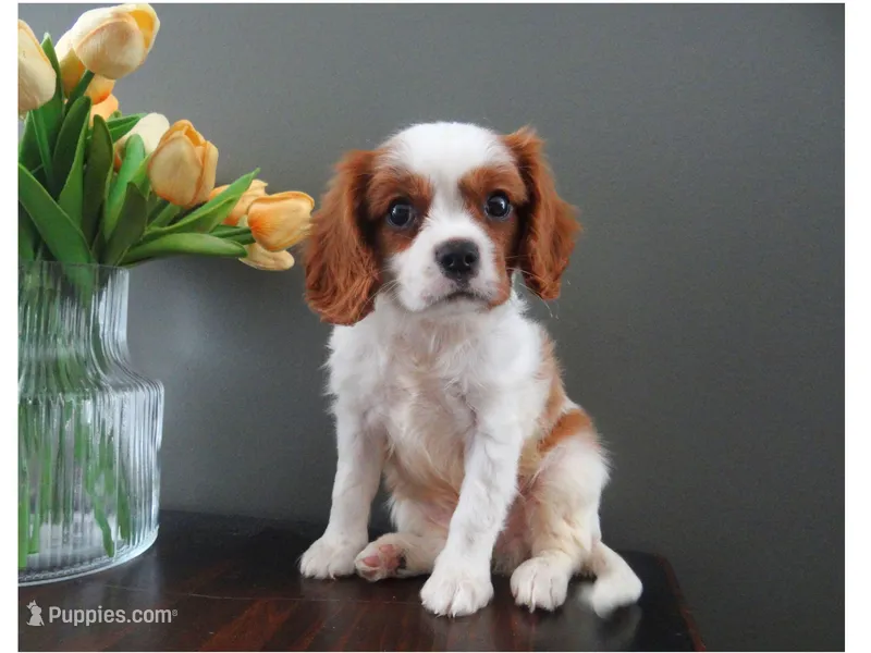 Colby – Cavalier King Charles Spaniel puppy for sale in Dornsife, PA