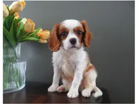 Colby, a male Cavalier King Charles Spaniel for sale in Dornsife, PA – Photo 1 of 7