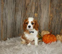 Ryan, a male Cavalier King Charles Spaniel for sale in Dornsife, PA – 4 of 10