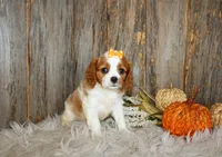 Regina, a female Cavalier King Charles Spaniel for sale in Dornsife, PA – 5 of 7