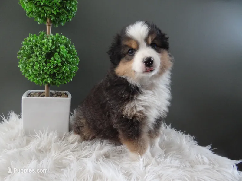 Javan – Miniature American Shepherd puppy for sale in Dornsife, PA