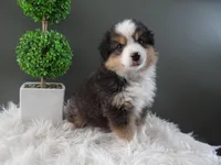 Javan, a male Miniature American Shepherd for sale in Dornsife, PA – 4 of 6