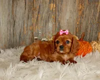 Ruby, a female Cavalier King Charles Spaniel for sale in Dornsife, PA – 5 of 10