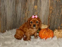 Ruby, a female Cavalier King Charles Spaniel for sale in Dornsife, PA – 6 of 10