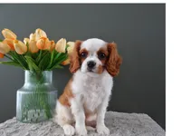 Carly, a female Cavalier King Charles Spaniel for sale in Dornsife, PA – Photo 9 of 9