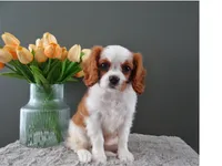 Carly, a female Cavalier King Charles Spaniel for sale in Dornsife, PA – Photo 8 of 9