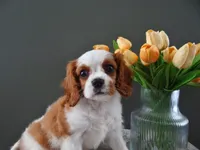 Carly, a female Cavalier King Charles Spaniel for sale in Dornsife, PA – Photo 4 of 9