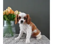 Carly, a female Cavalier King Charles Spaniel for sale in Dornsife, PA – Photo 6 of 9