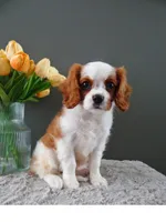 Carly, a female Cavalier King Charles Spaniel for sale in Dornsife, PA – Photo 1 of 9