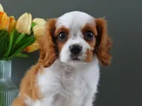 Carly, a female Cavalier King Charles Spaniel for sale in Dornsife, PA – Photo 3 of 9