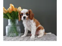 Carly, a female Cavalier King Charles Spaniel for sale in Dornsife, PA – Photo 7 of 9