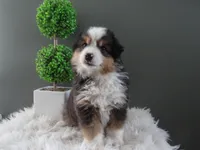 Javan, a male Miniature American Shepherd for sale in Dornsife, PA – 3 of 6
