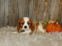 Ryan, a male Cavalier King Charles Spaniel for sale in Dornsife, PA – 8 of 10