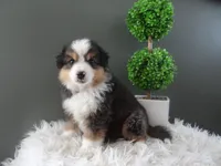 Javan, a male Miniature American Shepherd for sale in Dornsife, PA – 5 of 6