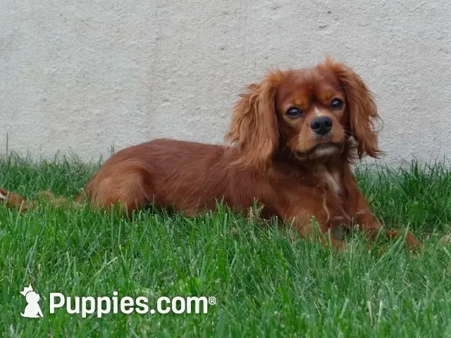 Regina, a female Cavalier King Charles Spaniel for sale in Dornsife, PA – 7 of 7