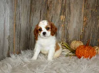 Rose, a female Cavalier King Charles Spaniel for sale in Dornsife, PA – 5 of 10