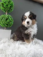 Javan, a male Miniature American Shepherd for sale in Dornsife, PA – 2 of 6
