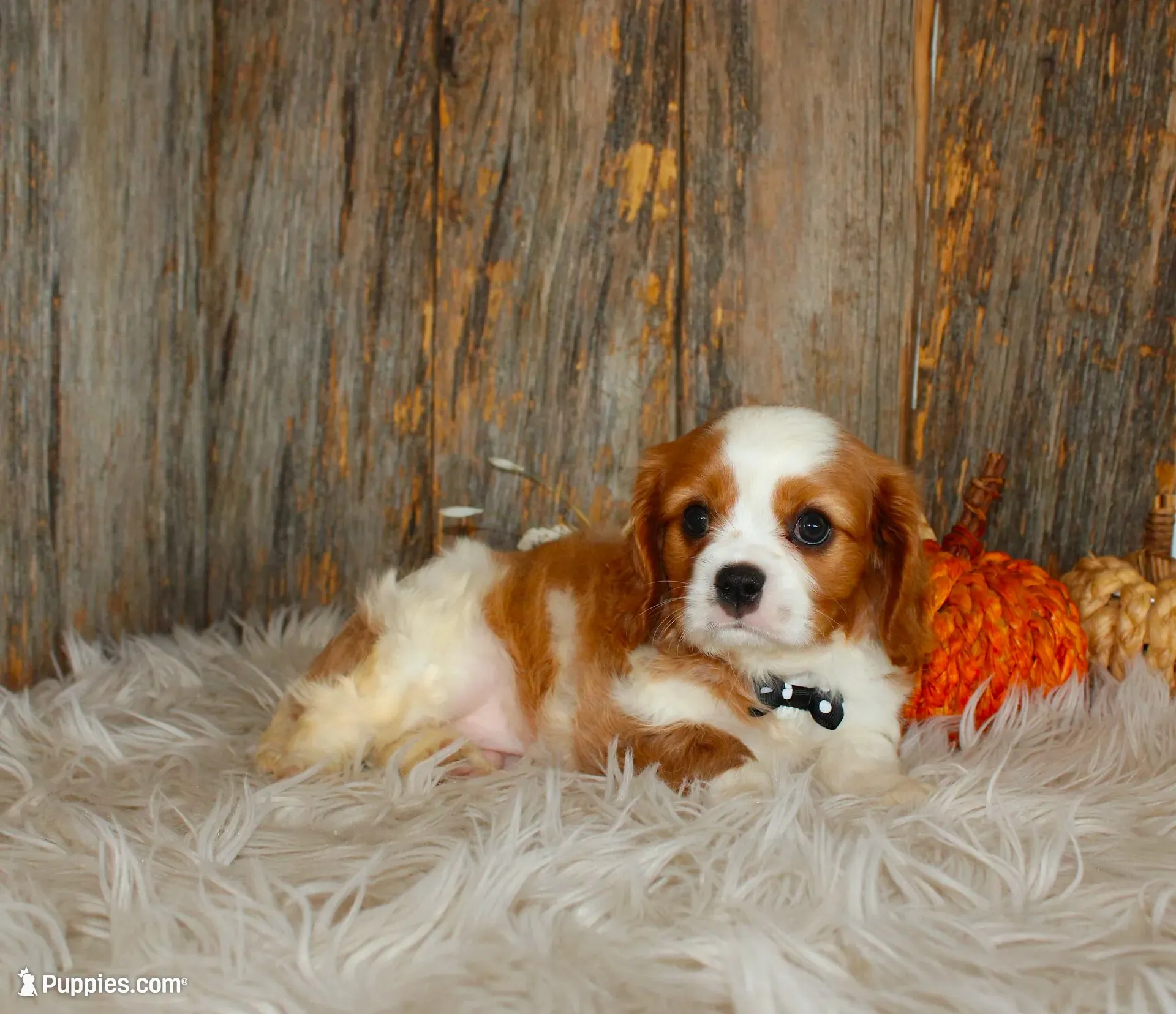Ryan, a male Cavalier King Charles Spaniel for sale in Dornsife, PA – 7 of 10