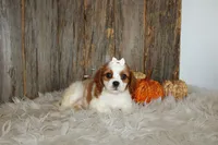 Rose, a female Cavalier King Charles Spaniel for sale in Dornsife, PA – 6 of 10