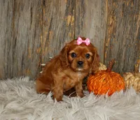 Ruby, a female Cavalier King Charles Spaniel for sale in Dornsife, PA – 3 of 10