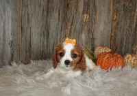 Regina, a female Cavalier King Charles Spaniel for sale in Dornsife, PA – 3 of 7