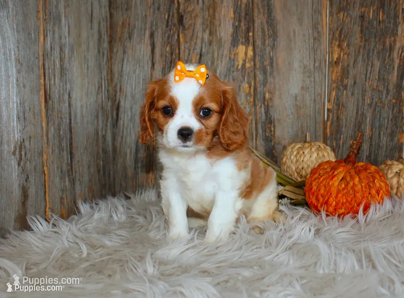 Regina – Cavalier King Charles Spaniel puppy for sale in Dornsife, PA