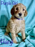 Hanji, a female Goldendoodle for sale in Colorado Springs, CO – 9 of 10
