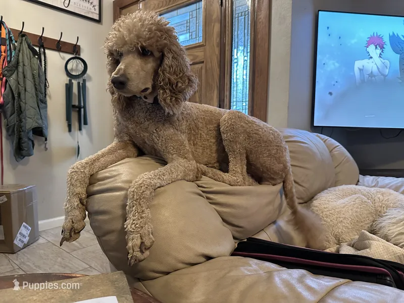 Mazikeen (Mazie) – Poodle - Standard  puppy for sale in Colorado Springs, CO