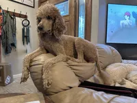 Mazikeen (Mazie), a female Poodle - Standard  for sale in Colorado Springs, CO – 1 of 10