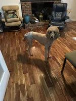 Mazikeen (Mazie), a female Poodle - Standard  for sale in Colorado Springs, CO – 4 of 10