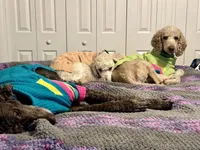 Hanji, a female Goldendoodle for sale in Colorado Springs, CO – 5 of 10