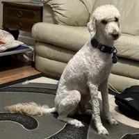 Hanji, a female Goldendoodle for sale in Colorado Springs, CO – 1 of 10