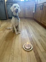 Hanji, a female Goldendoodle for sale in Colorado Springs, CO – 3 of 10