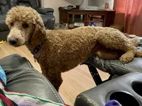 Mazikeen (Mazie), a female Poodle - Standard  for sale in Colorado Springs, CO – 5 of 10