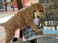 Mazikeen (Mazie), a female Poodle - Standard  for sale in Colorado Springs, CO – 10 of 10